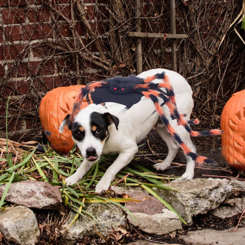 Halloween Pet Spider Costume | Dog Cat Dress Up with 8 Legs | Creepy Crawly Outfit (Black/Pink‑Black/Green‑Black/Blue‑Black/Orange‑Black/Purple‑Black, Small/Large)